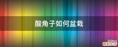 酸角子如何盆栽