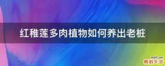 红稚莲多肉植物如何养出老桩
