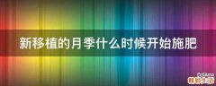 新移植的月季什么时候开始施肥