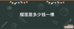 榴莲苗多少钱一棵