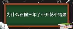 为什么石榴三年了不开花不结果