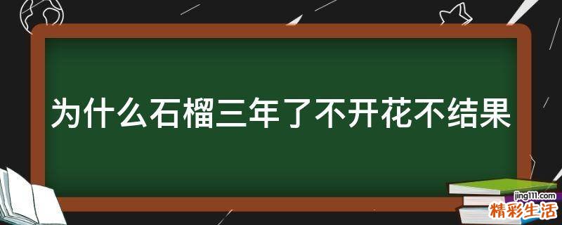 为什么石榴三年了不开花不结果