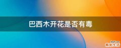 巴西木开花是否有毒