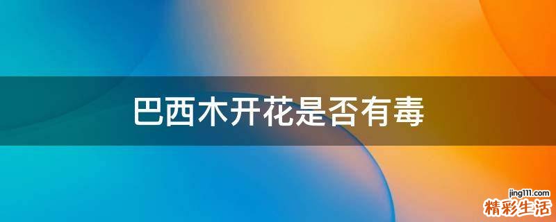 巴西木开花是否有毒