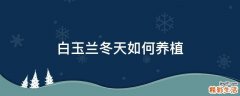 白玉兰冬天如何养植