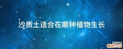 沙质土适合在哪种植物生长
