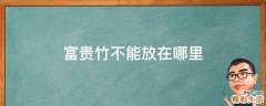 富贵竹不能放在哪里