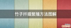 竹子扦插繁殖方法图解