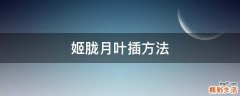姬胧月叶插方法