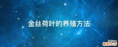 金丝荷叶的养殖方法