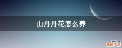 山丹丹花怎么养