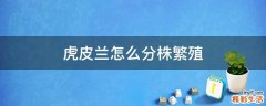 虎皮兰怎么分株繁殖