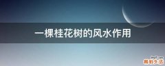 一棵桂花树的风水作用