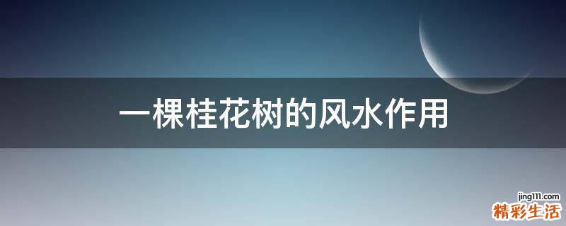 一棵桂花树的风水作用