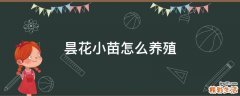 昙花小苗怎么养殖