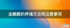 金麒麟的养殖方法和注意事项