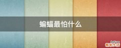 蝙蝠最怕什么