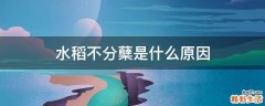水稻不分蘖是什么原因