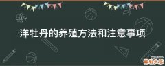 洋牡丹的养殖方法和注意事项