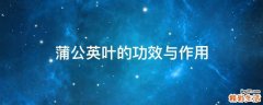 蒲公英叶的功效与作用