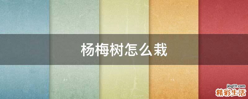 杨梅树怎么栽