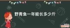 野青鱼一年能长多少斤