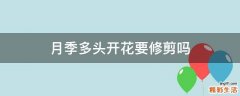 月季多头开花要修剪吗