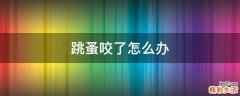 跳蚤咬了怎么办