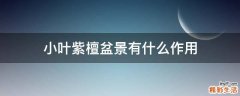 小叶紫檀盆景有什么作用