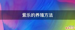 紫乐的养殖方法