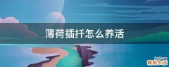 薄荷插扦怎么养活
