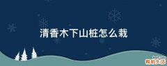 清香木下山桩怎么栽