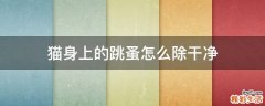 猫身上的跳蚤怎么除干净