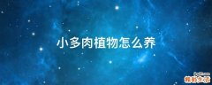 小多肉植物怎么养