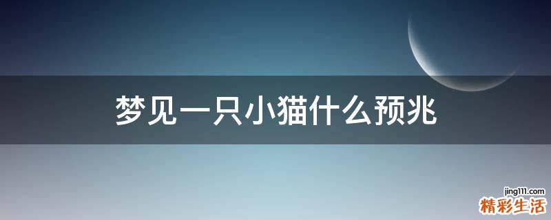 梦见一只小猫什么预兆