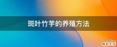 斑叶竹芋的养殖方法