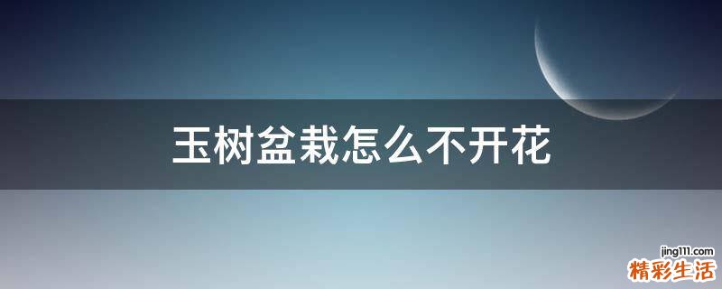 玉树盆栽怎么不开花