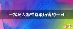 一窝马犬怎样选最厉害的一只