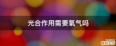 光合作用需要氧气吗