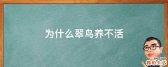 为什么翠鸟养不活