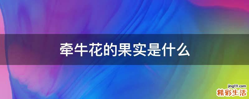 牵牛花的果实是什么