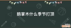鹅掌木什么季节打顶