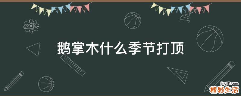鹅掌木什么季节打顶