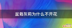 盆栽灰莉为什么不开花