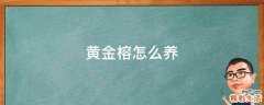 黄金榕怎么养