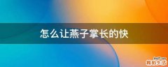 怎么让燕子掌长的快