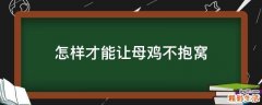 怎样才能让母鸡不抱窝