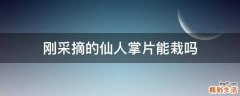 刚采摘的仙人掌片能栽吗