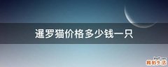 暹罗猫价格多少钱一只