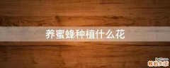 养蜜蜂种植什么花